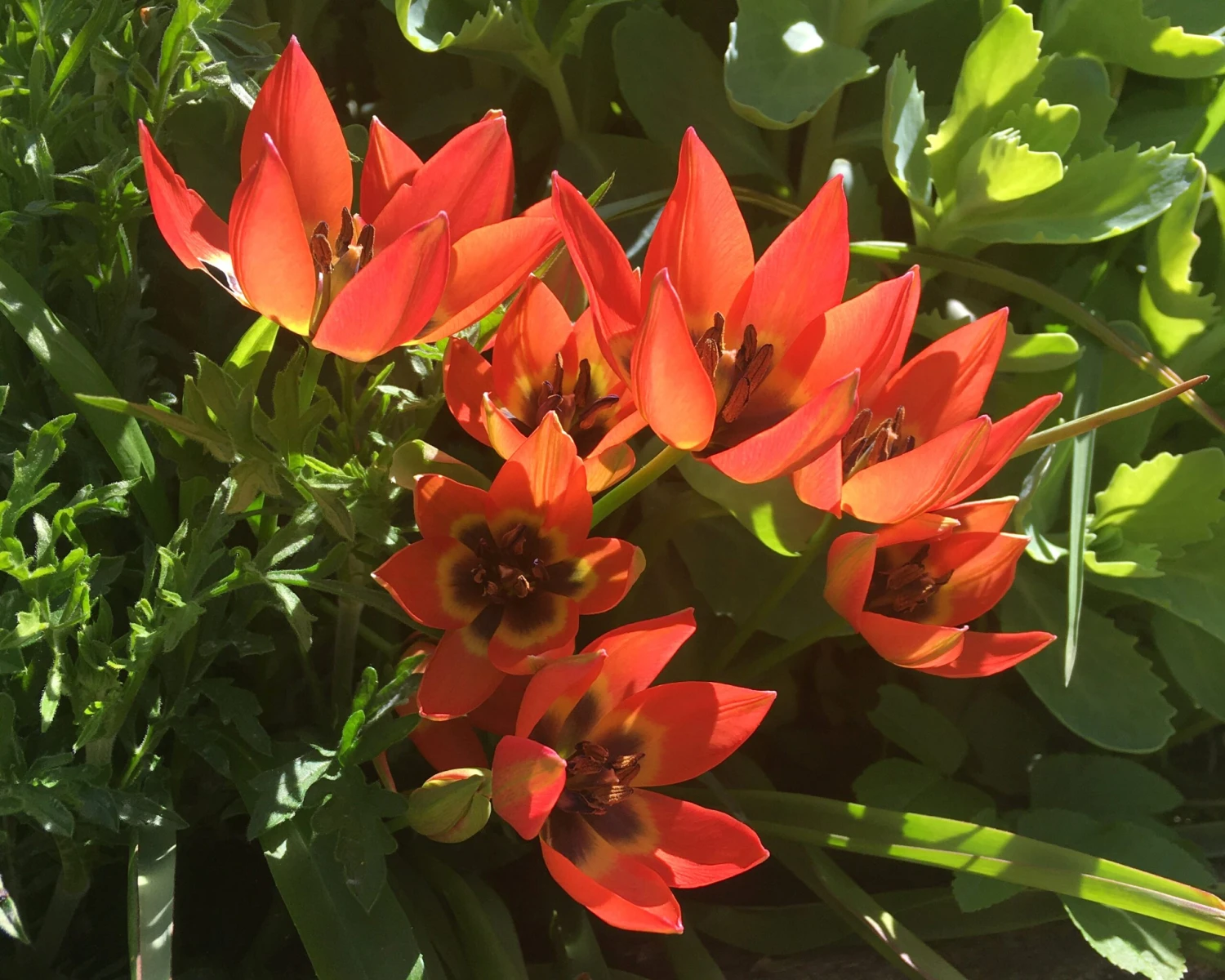 Tulip 'Little Princess' 12 Tulip 'Little Princess' - Image 12