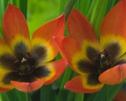 Tulip 'Little Princess' 21 Tulip 'Little Princess' -Plants And Flowers Shop tulip little princess 10