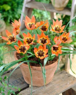 Tulip 'Little Princess' 20 Tulip 'Little Princess' -Plants And Flowers Shop tulip little princess 1 6baeda67 98a7 432c acc9 5d627d6b960a