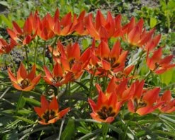 Tulip 'Little Princess' 23 Tulip 'Little Princess' -Plants And Flowers Shop tulip little princess 3