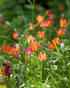 Tulip 'Little Princess' 28 Tulip 'Little Princess' -Plants And Flowers Shop tulip little princess 4 97572ecd 11bc 4548 ad1a 5e97173e150e