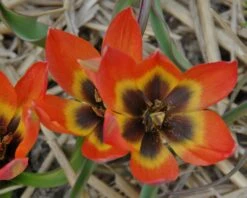 Tulip 'Little Princess' 24 Tulip 'Little Princess' -Plants And Flowers Shop tulip little princess 5