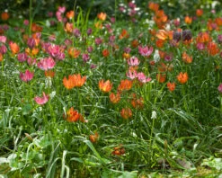 Tulip 'Little Princess' 22 Tulip 'Little Princess' -Plants And Flowers Shop tulip little princess 5 31df52f3 2dec 4a1f 8180 e778335e2cc4