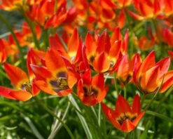 Tulip 'Little Princess' 25 Tulip 'Little Princess' -Plants And Flowers Shop tulip little princess 7