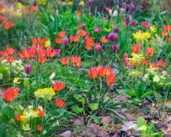 Tulip 'Little Princess' 18 Tulip 'Little Princess' -Plants And Flowers Shop tulip little princess 9