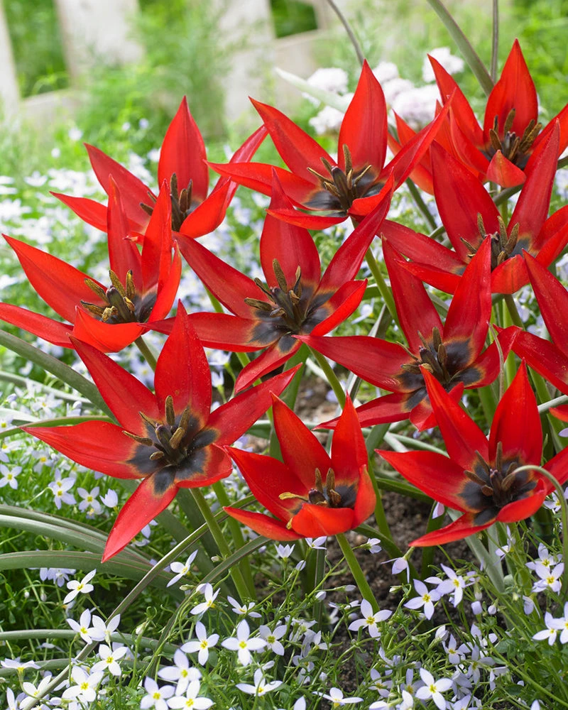 Tulip Orphanidea 'Lizzy' 2 Tulip Orphanidea 'Lizzy' - Image 2