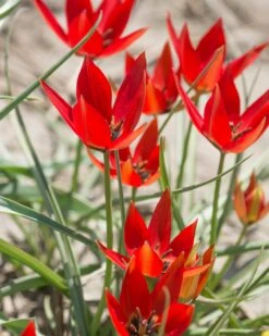 Tulip Orphanidea 'Lizzy' 5 Tulip Orphanidea 'Lizzy' -Plants And Flowers Shop tulip lizzy 3