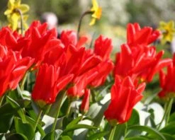 Tulip 'Red Emperor' 14 Tulip 'Red Emperor' -Plants And Flowers Shop tulip madame lefeber 13