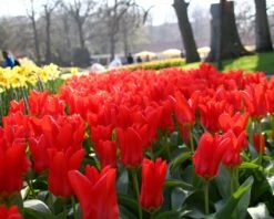 Tulip 'Red Emperor' 15 Tulip 'Red Emperor' -Plants And Flowers Shop tulip madame lefeber 14