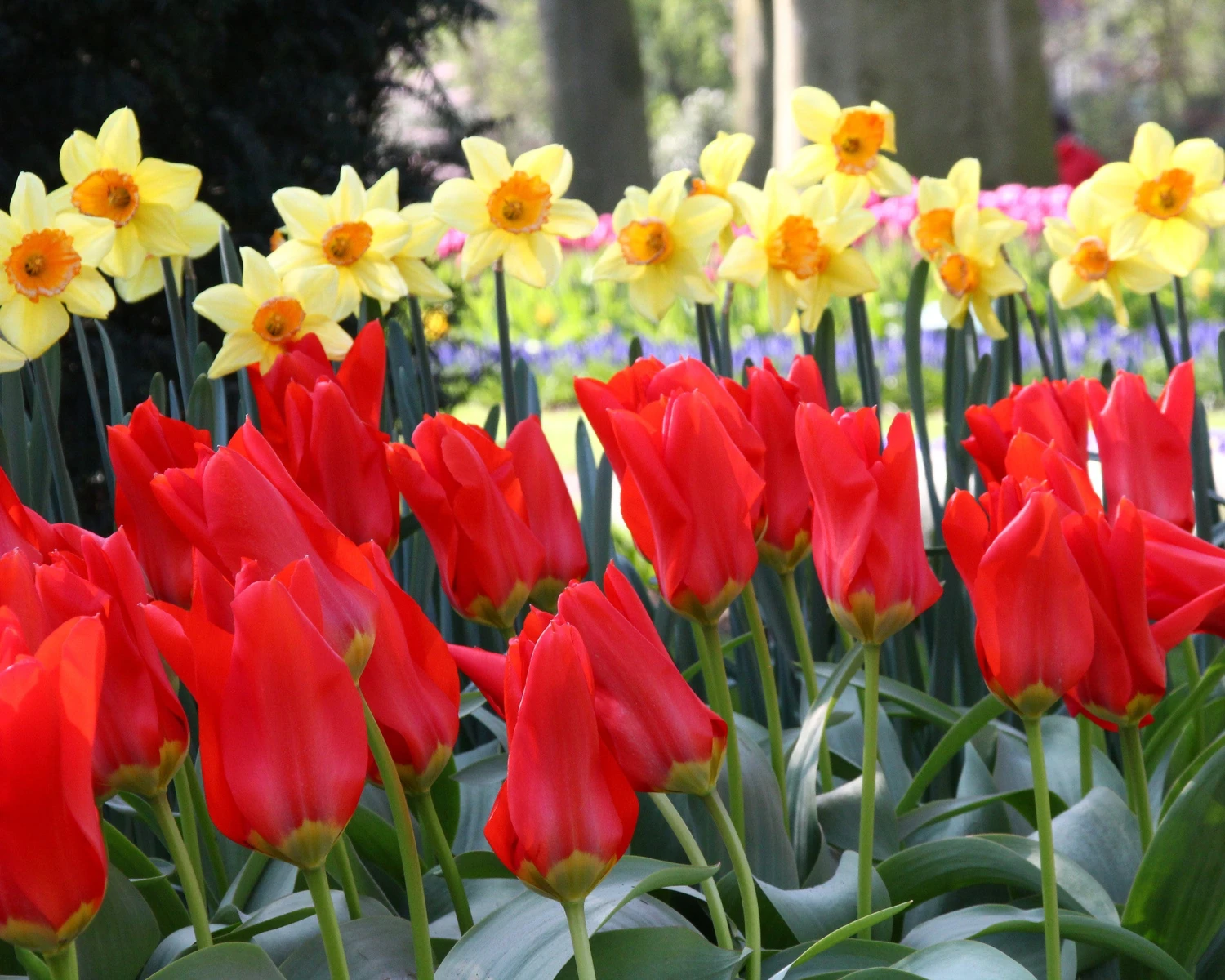 Tulip 'Red Emperor' 2 Tulip 'Red Emperor' - Image 2
