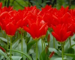 Tulip 'Red Emperor' 11 Tulip 'Red Emperor' -Plants And Flowers Shop tulip madame lefeber 2