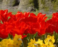 Tulip 'Red Emperor' 13 Tulip 'Red Emperor' -Plants And Flowers Shop tulip madame lefeber 3