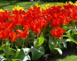 Tulip 'Red Emperor' 16 Tulip 'Red Emperor' -Plants And Flowers Shop tulip madame lefeber 5