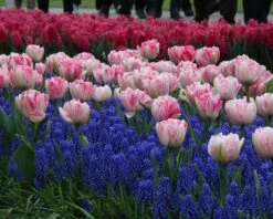 Collection 'Magenta Magic' 7 Collection 'Magenta Magic' -Plants And Flowers Shop tulip magenta magic 1