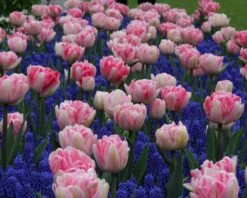 Collection 'Magenta Magic' 9 Collection 'Magenta Magic' -Plants And Flowers Shop tulip magenta magic 2