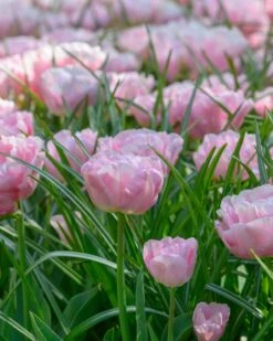 Tulip 'Mariage' -Plants And Flowers Shop tulip mariage 1