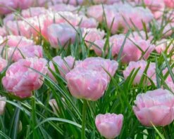 Tulip 'Mariage' -Plants And Flowers Shop tulip mariage 2