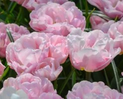 Tulip 'Mariage' -Plants And Flowers Shop tulip mariage 3