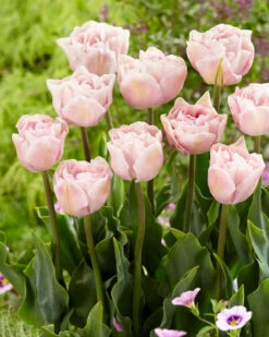 Tulip 'Mariage' -Plants And Flowers Shop tulip mariage 6
