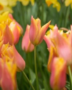 Tulip 'Marianne' -Plants And Flowers Shop tulip marianne 3