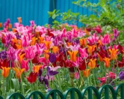 Tulip 'Mariette' -Plants And Flowers Shop tulip mariette 1