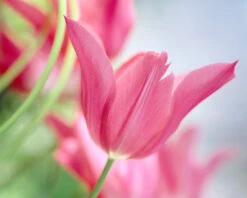 Tulip 'Mariette' -Plants And Flowers Shop tulip mariette 10