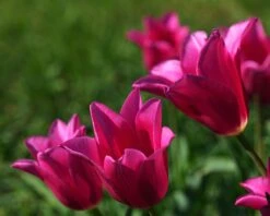 Tulip 'Mariette' -Plants And Flowers Shop tulip mariette 12
