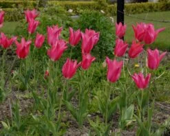 Tulip 'Mariette' -Plants And Flowers Shop tulip mariette 2