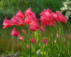Tulip 'Mariette' -Plants And Flowers Shop tulip mariette 3