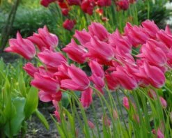 Tulip 'Mariette' -Plants And Flowers Shop tulip mariette 5