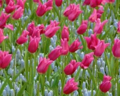 Tulip 'Mariette' -Plants And Flowers Shop tulip mariette 6