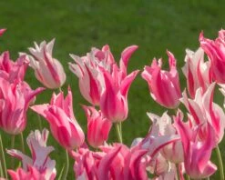 Tulip 'Mariette' -Plants And Flowers Shop tulip mariette 7