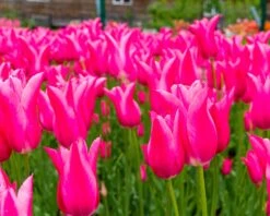 Tulip 'Mariette' -Plants And Flowers Shop tulip mariette 8