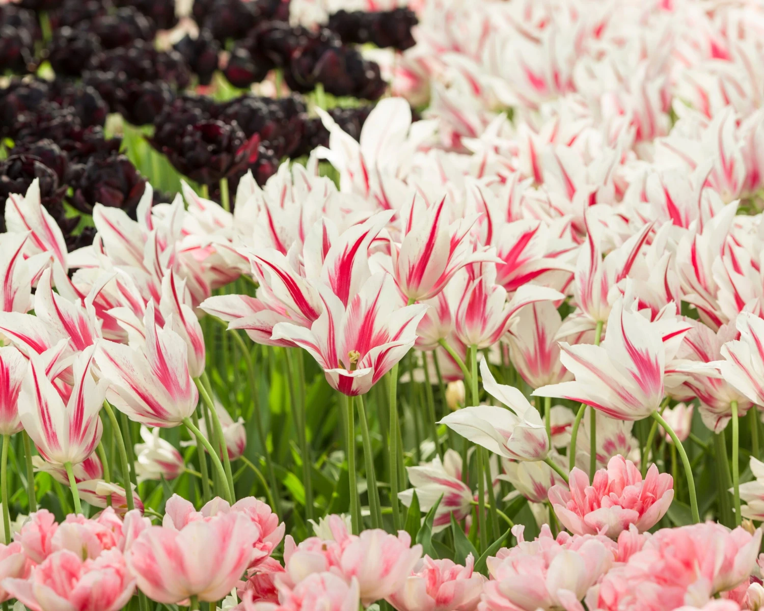 Tulip 'Marilyn' 2 Tulip 'Marilyn' - Image 2