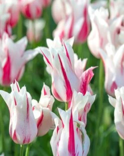 Tulip 'Marilyn' 12 Tulip 'Marilyn' -Plants And Flowers Shop tulip marilyn 2