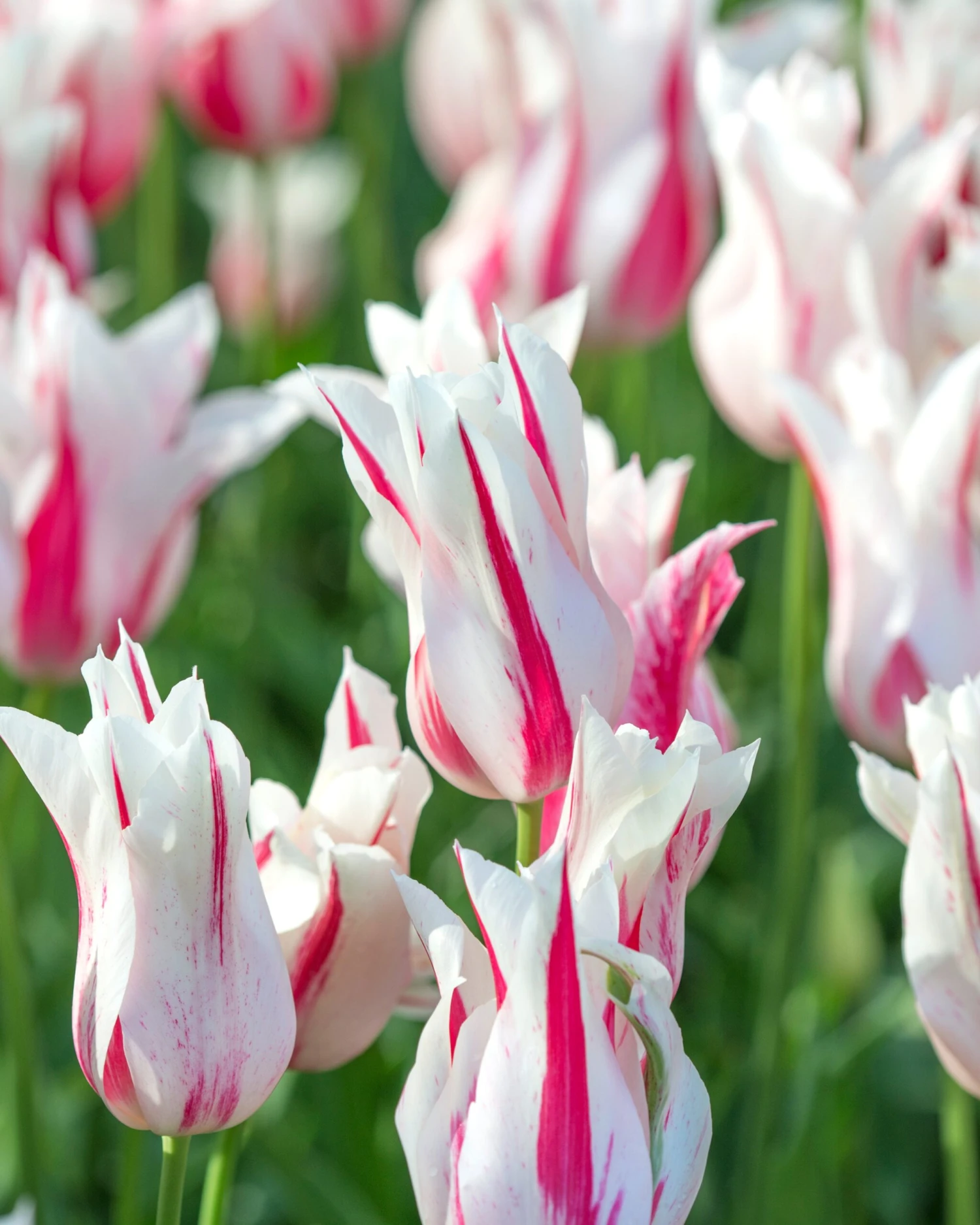 Tulip 'Marilyn' 3 Tulip 'Marilyn' - Image 3