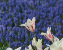 Tulip 'Marilyn' 14 Tulip 'Marilyn' -Plants And Flowers Shop tulip marilyn 4