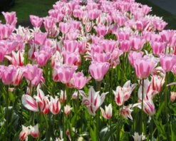 Tulip 'Marilyn' 16 Tulip 'Marilyn' -Plants And Flowers Shop tulip marilyn 5