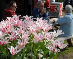 Tulip 'Marilyn' 18 Tulip 'Marilyn' -Plants And Flowers Shop tulip marilyn 7