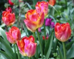 Tulip 'Miami Sunset' -Plants And Flowers Shop tulip miami sunset 0