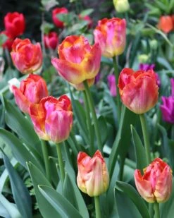 Tulip 'Miami Sunset' -Plants And Flowers Shop tulip miami sunset 00