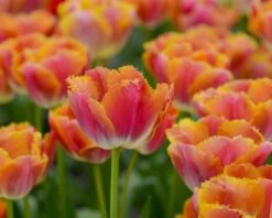 Tulip 'Miami Sunset' -Plants And Flowers Shop tulip miami sunset 2