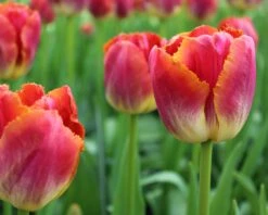 Tulip 'Miami Sunset' -Plants And Flowers Shop tulip miami sunset 3