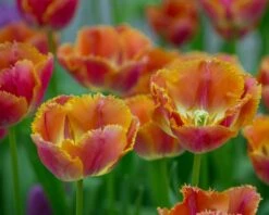 Tulip 'Miami Sunset' -Plants And Flowers Shop tulip miami sunset 5
