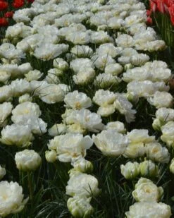 Tulip 'Mount Tacoma' -Plants And Flowers Shop tulip mondial 1