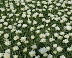 Tulip 'Mount Tacoma' -Plants And Flowers Shop tulip mondial 2