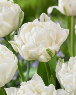 New Products 13 Tulip 'Mount Tacoma'