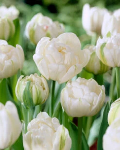 Tulip 'Mount Tacoma' -Plants And Flowers Shop tulip mount tacoma 1