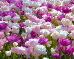 Tulip 'Mount Tacoma' -Plants And Flowers Shop tulip mount tacoma 1 a5d1fca9 dfd1 4e20 9f8a 96e68a74b7e6