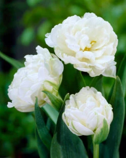 Tulip 'Mount Tacoma' -Plants And Flowers Shop tulip mount tacoma 2